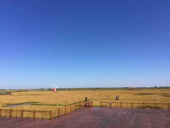 七彩盘锦之二彩——金色麦浪